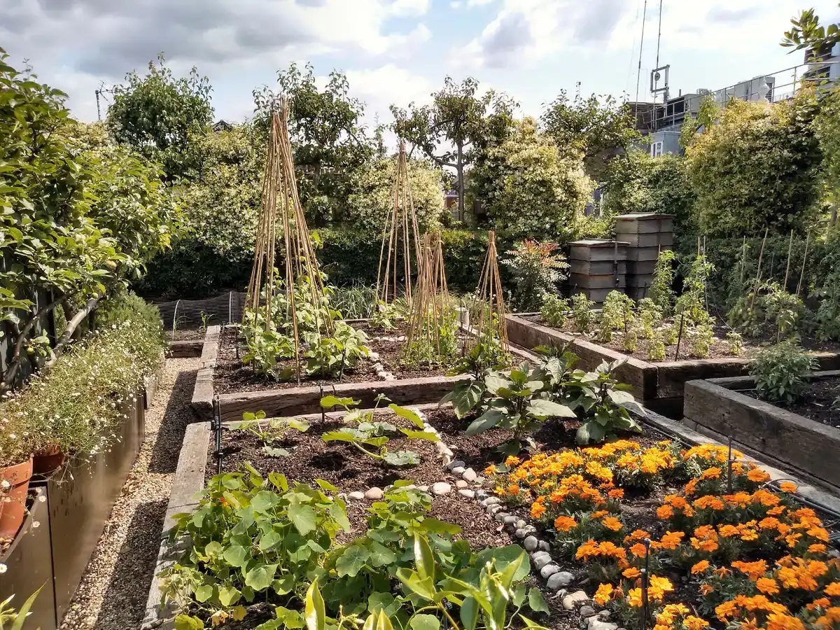 Gemüsebeete auf einem Dachgarten — Ham Yard Hotel, London